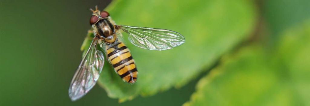 wasp venom cancer