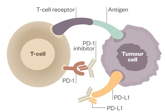 PD-L1 ligands on tumor cells function by 'turning off' the T-cell's attack by binding to the PD-1 receptor. PD-1 and PD-L1 inhibitors have therefore been developed to a therapeutic effect (Source: The Pharmaceutical Journal)