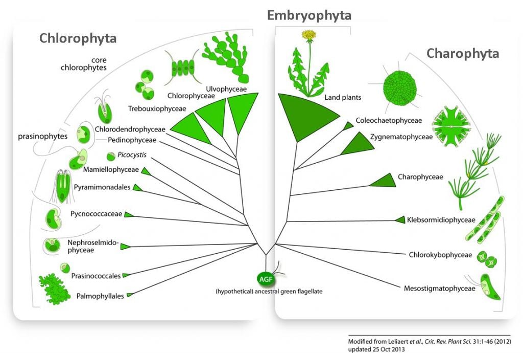 Algal Types