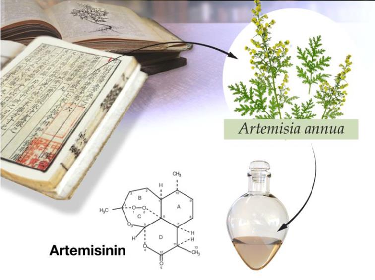 Artemisia annua