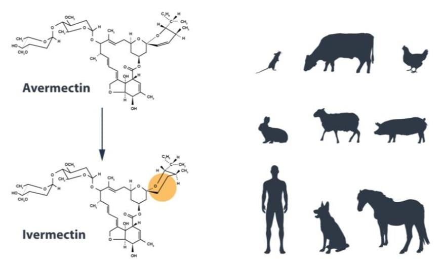 Chemical modification of Avermectin into Ivermectin showed potent anti-filiarial action in animals and humans infected with River Blindness and Lymphatic Filiriasis (Credit:)