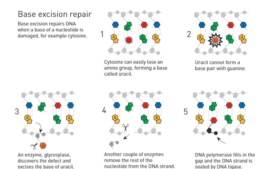 Basic Excision Repair