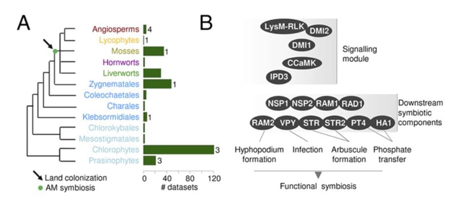 Schematic represen- tation of the green lineage. Light blue: chlorophytes and basal charophytes; dark blue: advanced charophytes. Green bars on the left indicate the actual number of transcriptomes and genomes included in the extended dataset used in this study. (B) Schematic representation of the symbiotic genes.