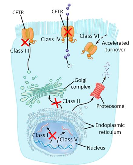 CF types