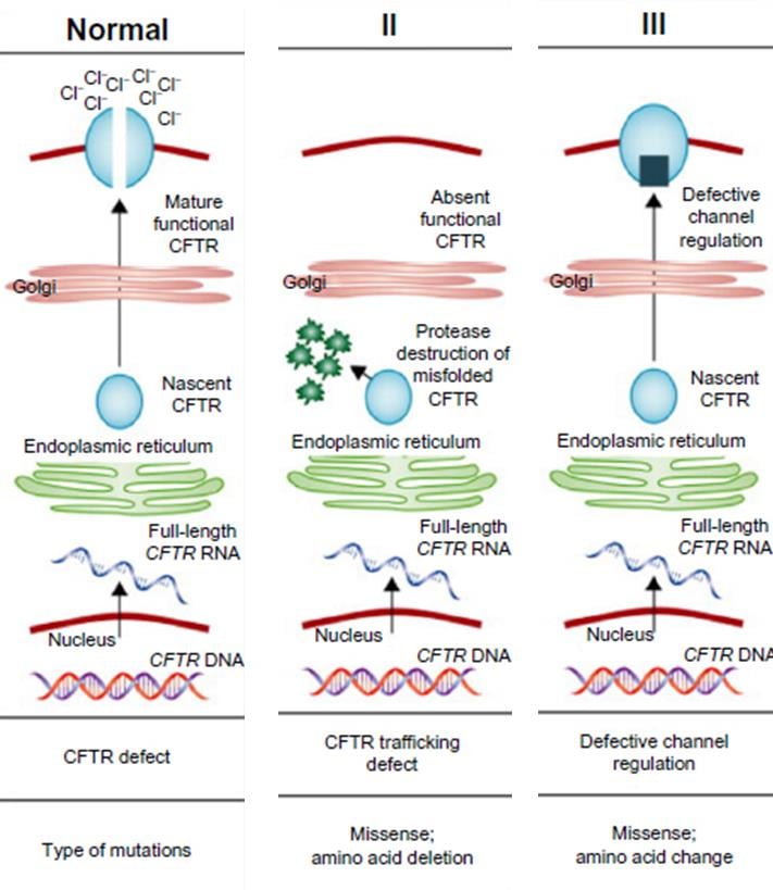 Galapagos and AbbVie hope are targeting types II & III with their GLP1837 candidate (Right Source: The Lancet Respiratory Medicine)