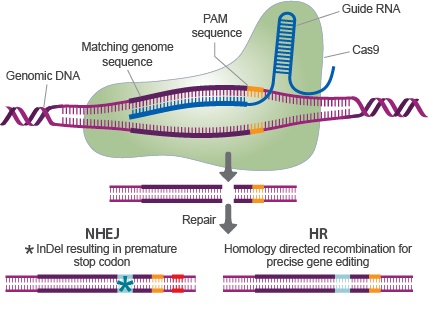 CRISPR-mechanism