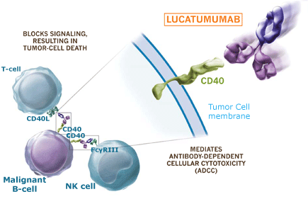 Lucatumumab mechanism of action - another immuno-oncology therapy Novartis and Xoma have a partnership on (Source: Xoma)