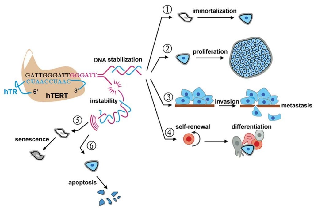 Overexpression of the hTERT gene causes (1) immortalization of primary human cells; (2) proliferation of tumor cells, (3) tumor metastasis and invasive potential and (4) maintenance of stem cell pluripotency. Repression of hTERT results in telomere loss and the following: (5) non-prevention of stress-induced aging of normal cells and (6) apoptosis of the tumor cell. (Source: Lü et al. Spandidos Publications DOI: 10.3892/or.2012.2036)