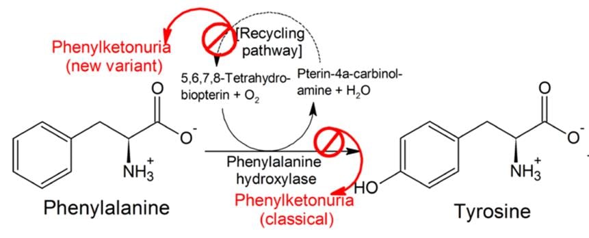 Peg-Pal is a form of Enzyme Replacement Therapy (of the PAH enzyme) for PKU patients who don't respond to Kuvan.