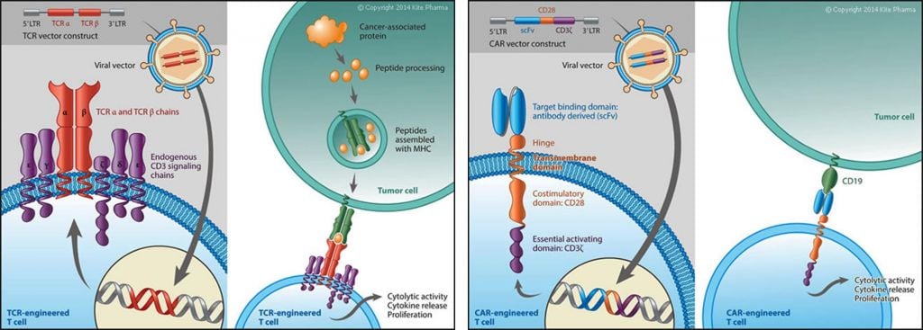 Recognizes a tumor antigen epitope presented by the major histocompatibility complex (MHC) on the tumor cell along with T cell activating domains. TCR products recognize tumor antigens irrespective of their cellular localization.