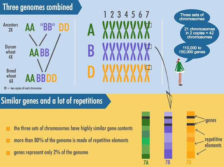 (Source: Wheatgenome.org)