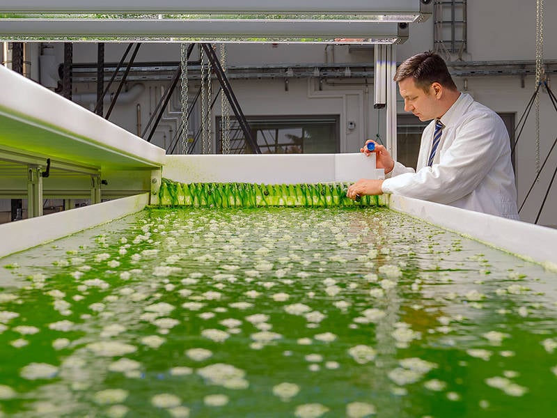 Professor Brück in the new AlgaeTec facility (Source: Andreas Heddergott / TUM)