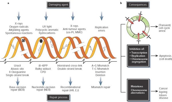 Credit: Nature Publishing Group Hoeijmakers, J. H. J. Genome maintenance mechanisms for preventing cancer. Nature 411, 366–374 (2001)