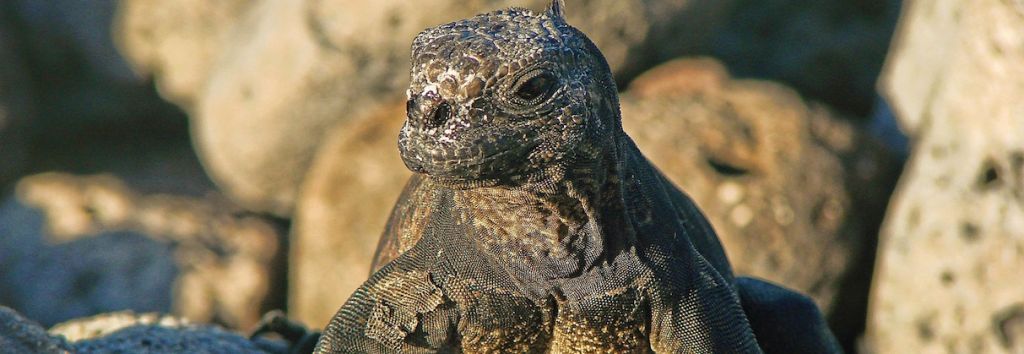 galapagos lizard