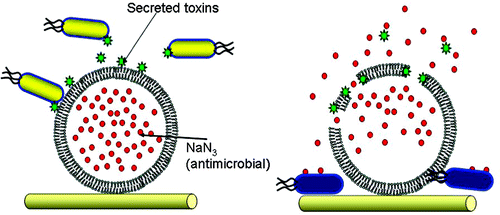 Mechanism for the lysis of vesicles which change wound dressing colour in presence of pathogenic toxins (Source: Jenkins et al. 2010, Journal of American Chem. Soc. 132 (18), pp 6566–6570 DOI: 0.1021/ja101554a)