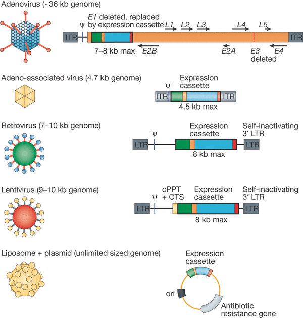 Different Types of Gene Therapy Vector (Source: Nature Biotechnology 29, 121–128 (2011) doi:10.1038/nbt.1769)