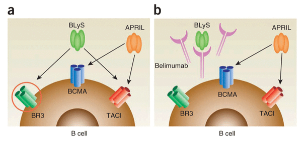 BLyS can bind to three receptors (BCMA, TACI, BR3 (also known as BAFF-R)), each of which being a distinct member of the TNF superfamily and each being expressed to different degrees on B cells, T cells and plasma cells. (Source: Stohl & Hilbert 2012 Nature Biotechnology 30, 69–77 doi:10.1038/nbt.2076)