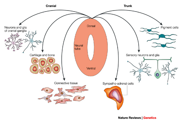 Neuroblastoma can occur in a variety of tissues derived from embryonic Neural crest stem cells during development. Typical tumor locations are in the adrenal glands, but they can also develop in sympatehtic nervous tissues of the neck, chest, abdomen or pelvis. (Source: Knecht & Bronner Fraser, Nature Reviews Genetics 3, p453-461 2002 doi:10.1038/nrg819)