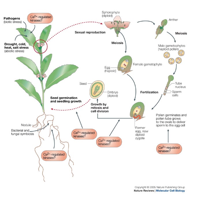 CCaMDK Regulators are crucial in Angiosperm (flowering plant) development, establishment of symbiotic relationships with A funghi and also help the plant resist biotic and abiotic stresses. (Source: Harper & Harman - Nature Reviews Molecular Cell Biology 6, 555-566 doi:10.1038/nrm1679)