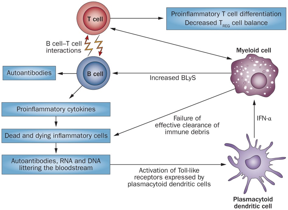 Pathogenic mechanisms in SLE that can be therapeutically targeted. (Source: Merrill & Thanou 2014 - Nature Reviews Rheumatology 10, 23–34 doi:10.1038/nrrheum.2013.145)