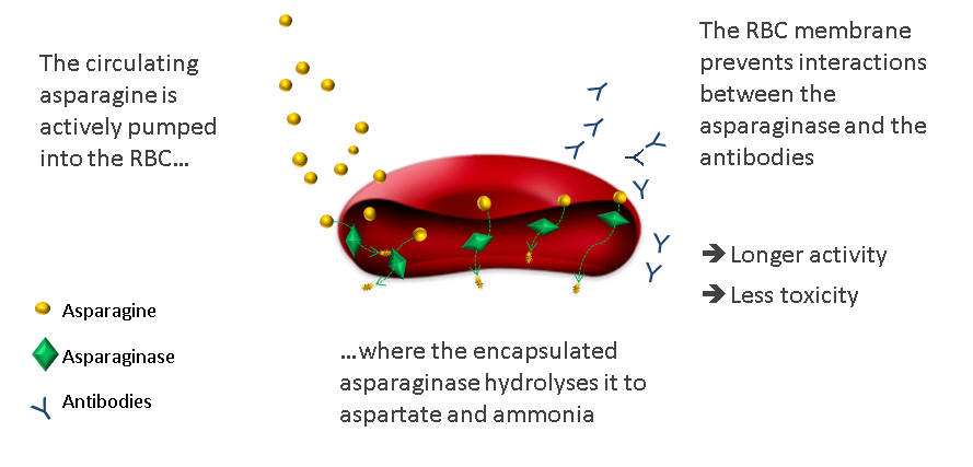 schema-globule-UK