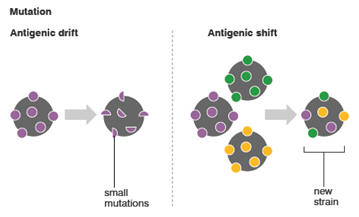 Novel Strains arise at a fast rate through Antigenic shift (Source: IAFF)