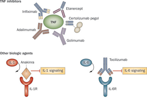 anti_tnf_alpha_remicade_biosimilar