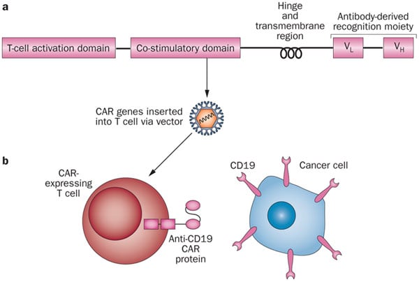 cd19_antigen_cellectis_ucart19