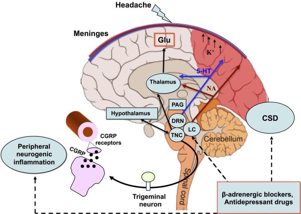 cgrp_inhibitors_teva_heptares_migraines