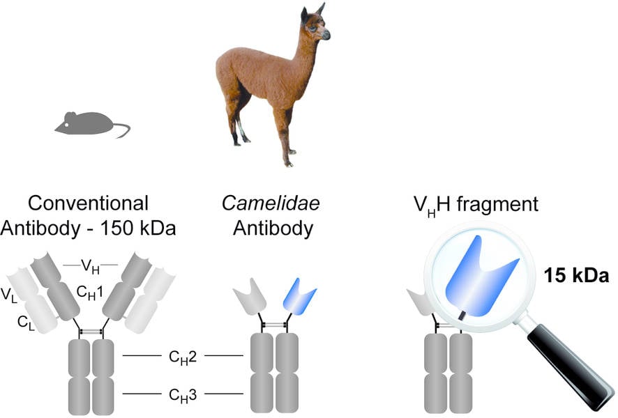 ablynx_nanobody_camelidae_alpaca