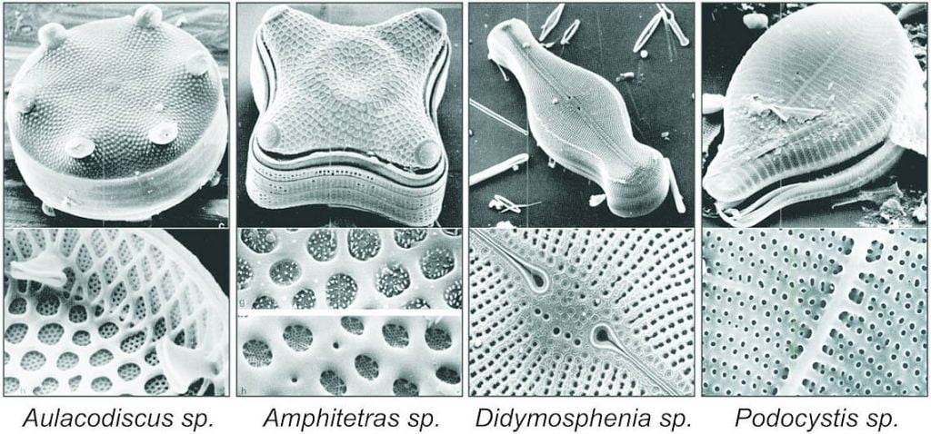 Scanning Electron Micrographs of some Diatom silica microstructures (Source: The Diatoms: Biology & Morphology of the Genera. Cambridge Univ. Press, 1990)