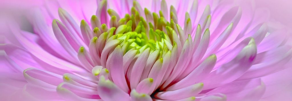 dahlia top of the week pixabay