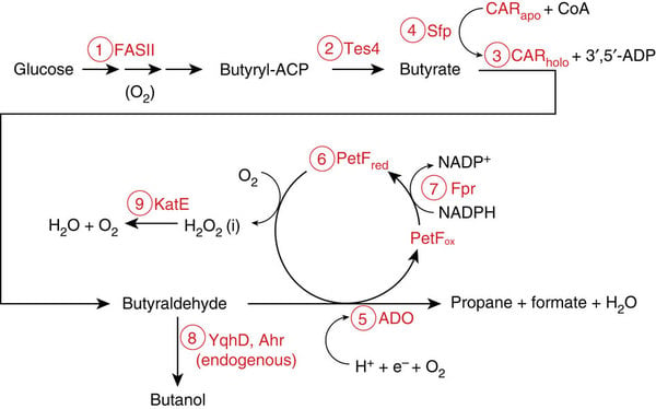 ecoli_car_propane_pathway_imperial_biofuels