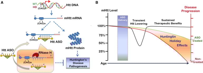 huntington_aso_antisense