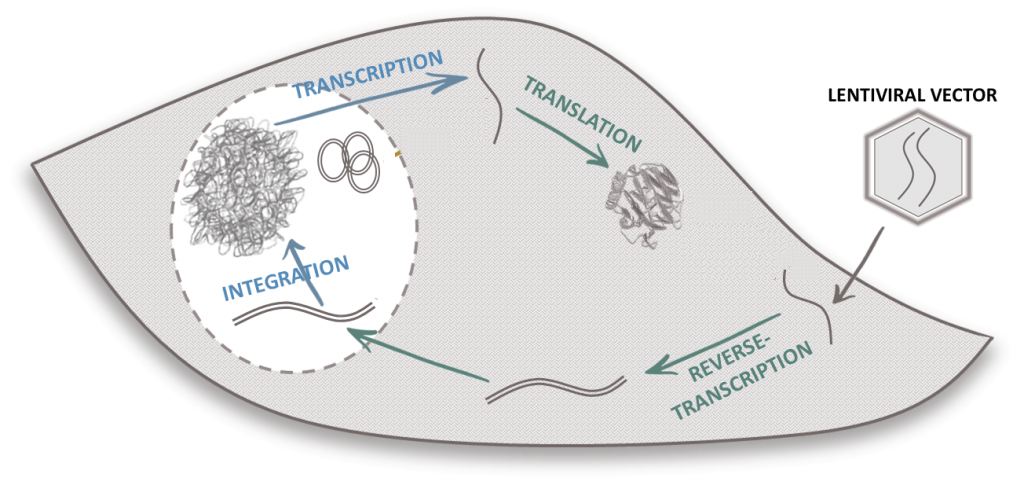 lentivectorcycle