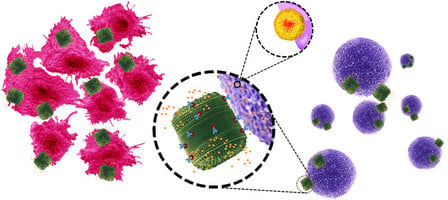 genetically-engineered-diatom-biosilica Genetically engineered diatom biosilica releases drug molecules in the immediate vicinity of the target cells. (Source: Delalat et. al 2015, Nature Communications, 6, 8791, doi: 10.1038/ncomms9791)