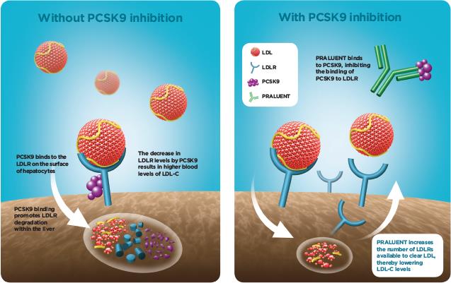 praulant_alirocumab_sanofi_coronary_statin_regeneron_odyssey