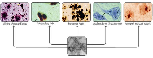 protein_folding_CNS