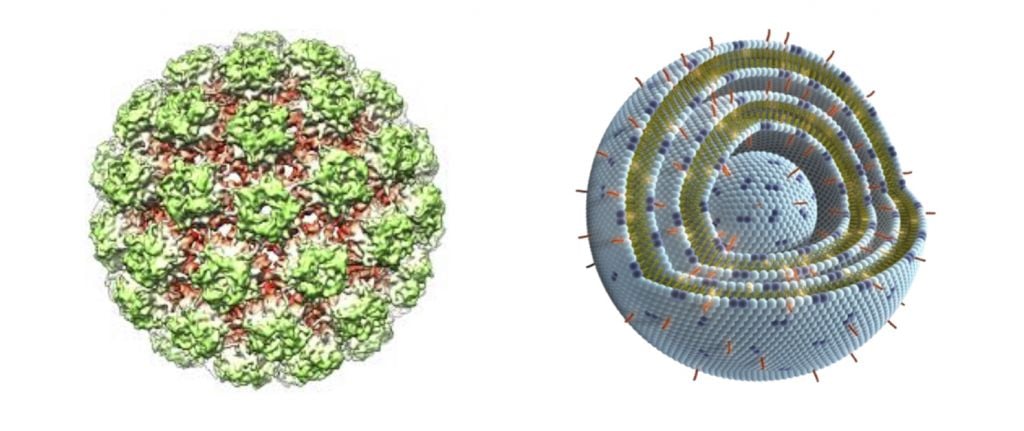 Alpha_liposome_vector_gene_therapy