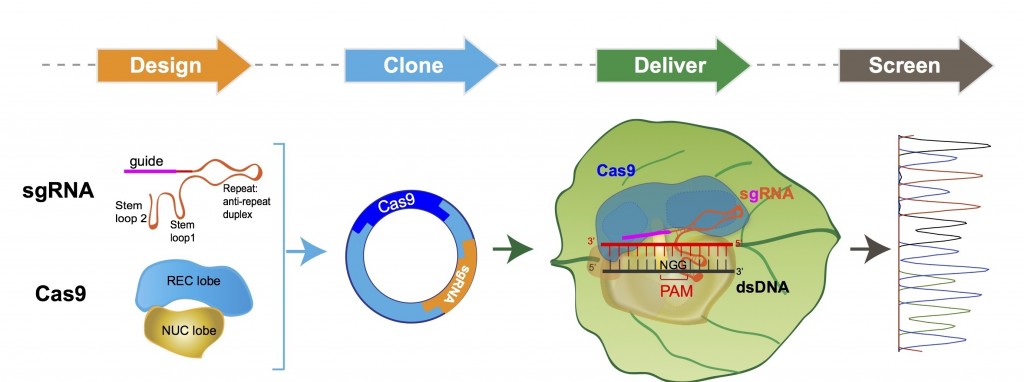 crispr_cas9_plant_genome_gmo