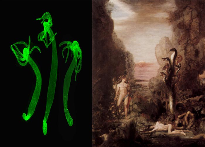 Left: The nervous system of about 1 cm-long Hydra revealed here with a fluorescent green marker. (Source: Brigitte Galliot). Right: The Yorck Project (Source: Gustave Moreau)