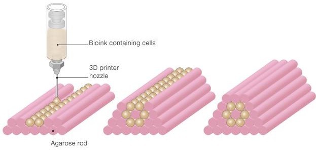 bioprinting_organovo_cells_cyborg_bionic_biotech_medtech