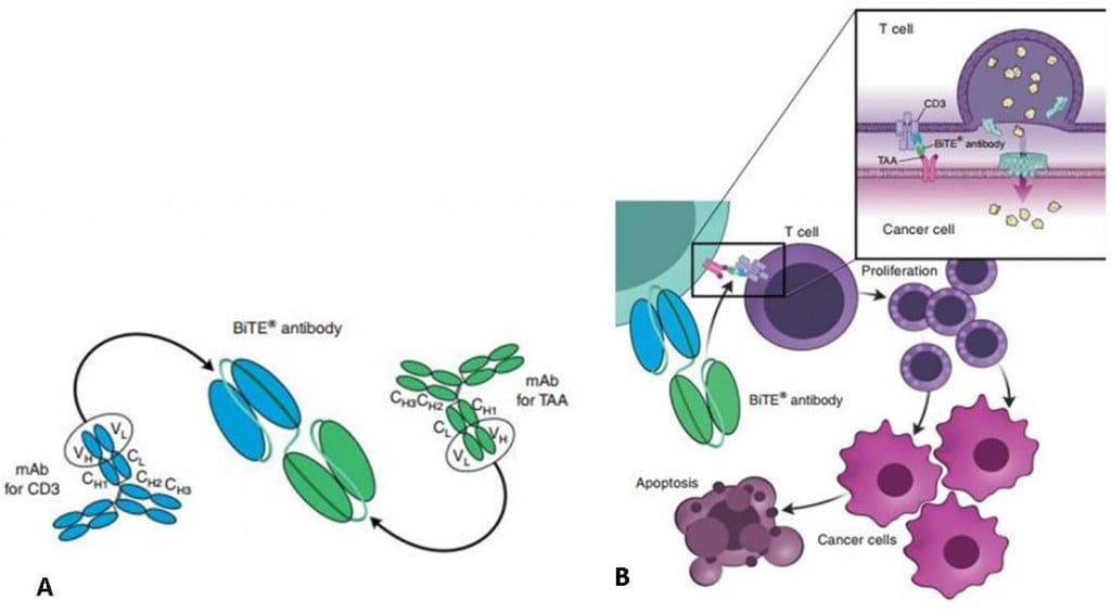 bliclynto_bite_amgen_bispecific_antibody_biluromomab