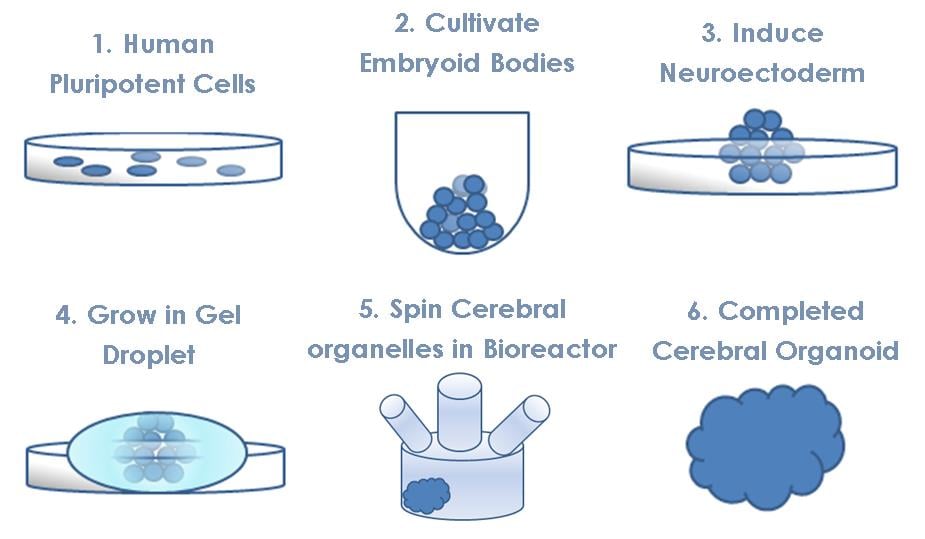 cerebral_organoids_mini_brains_neurological_disease