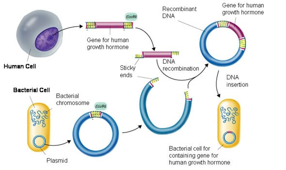 cohen-boyer-stanford-recombinant-dna-patents