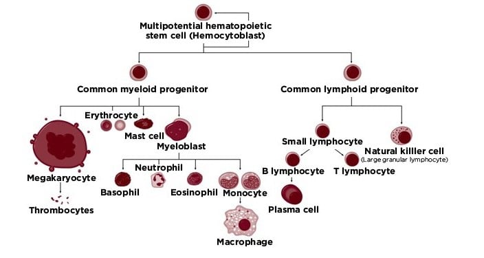 hematopoiesis_myelo_chemo_cancer_neutropenia