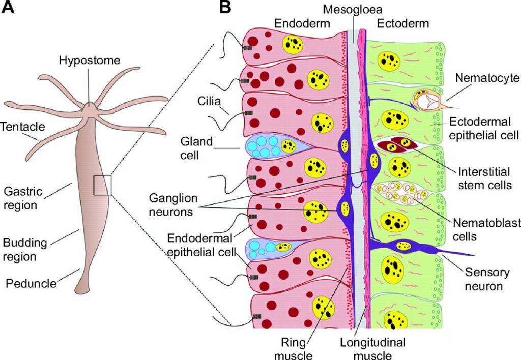 (Source: Stefan Gründer, Marc Assmann Journal of Experimental Biology 2015 218: 551-561; doi: 10.1242/jeb.111666 )