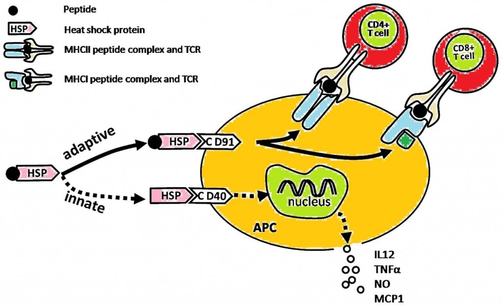 mbio_vaccine_pneumonia_heat_shock_proteins