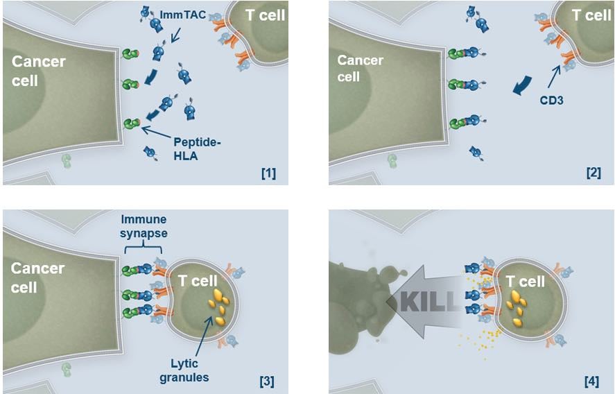 immuncore_mechanism_action