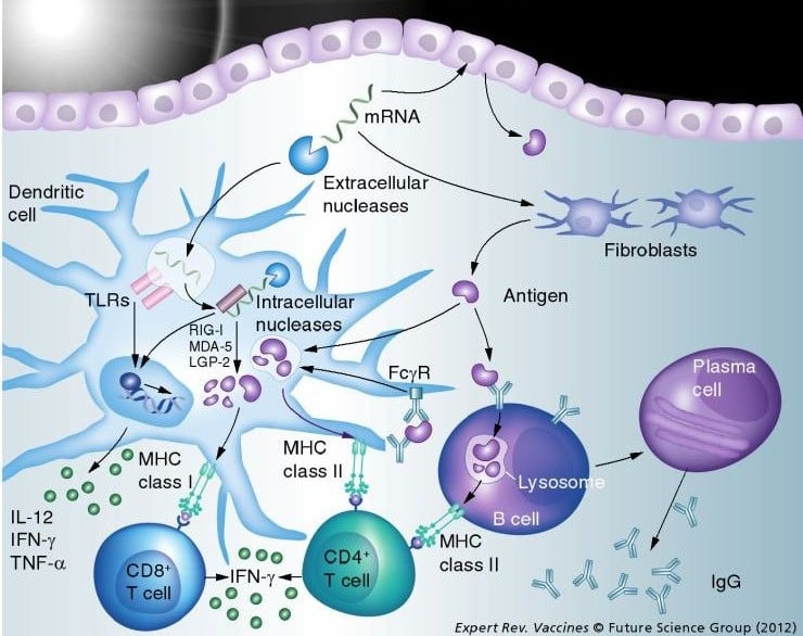 mRNA_immune_response_vaccine_MHCI_MCHII